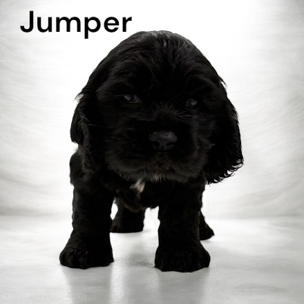 puppy, for, sale, Cocker Spaniel, Joe & Cherri  Overlease, dog, breeder, Miller, MO, dog-breeder, puppy-for-sale, forsale, nearby, find, puppyfind, locator, puppylocator, aca